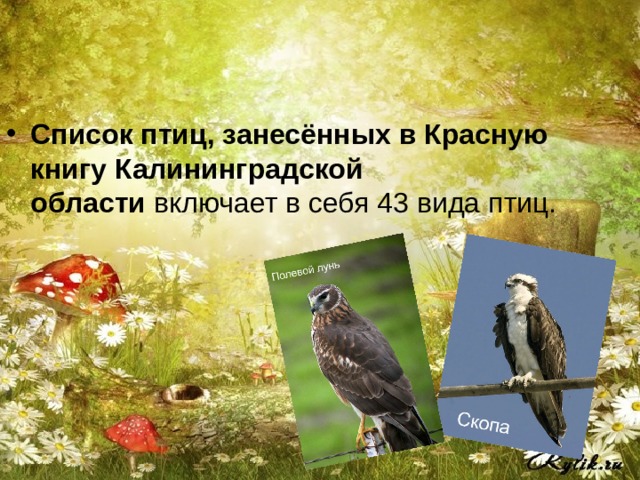 Список птиц, занесённых в Красную книгу Калининградской области 