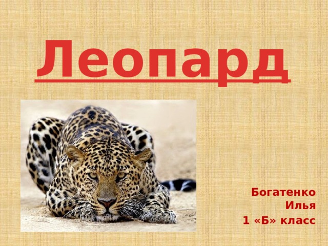 Леопард Богатенко Илья 1 «Б» класс 
