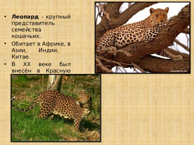 Леопард - крупный представитель семейства кошачьих. Обитает в Африке, в Азии, Индии, Китае. В XX веке был внесён в Красную книгу России 