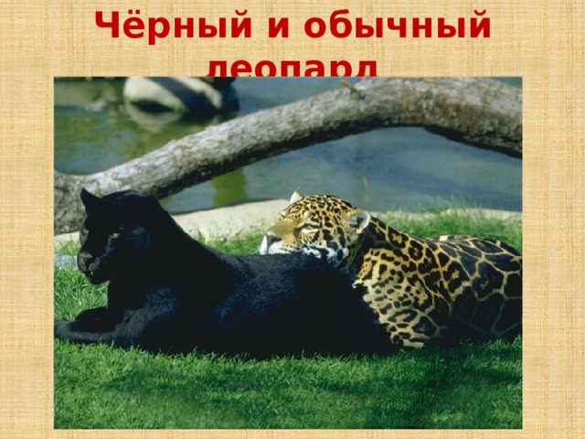 Чёрный и обычный леопард 