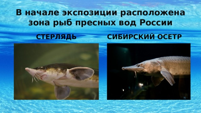 В начале экспозиции расположена зона рыб пресных вод России СТЕРЛЯДЬ СИБИРСКИЙ ОСЕТР 