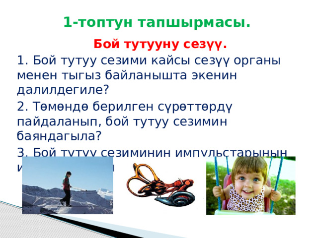 1-топтун тапшырмасы.  Бой тутууну сезүү. 1. Бой тутуу сезими кайсы сезүү органы менен тыгыз байланышта экенин далилдегиле? 2. Төмөндө берилген сүрөттөрдү пайдаланып, бой тутуу сезимин баяндагыла? 3. Бой тутуу сезиминин импульстарынын иштелип чыгышын баяндагыла? 