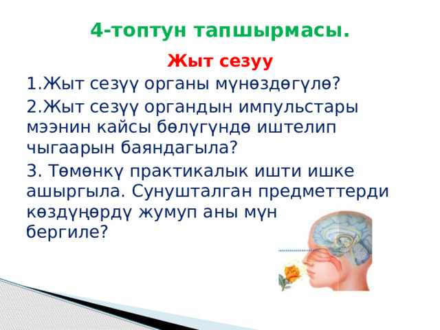 4-топтун тапшырмасы. Жыт сезуу 1.Жыт сезүү органы мүнөздөгүлө? 2.Жыт сезүү органдын импульстары мээнин кайсы бөлүгүндө иштелип чыгаарын баяндагыла? 3. Төмөнкү практикалык ишти ишке ашыргыла. Сунушталган предметтерди көздүңөрдү жумуп аны мүнөздөп бергиле? 
