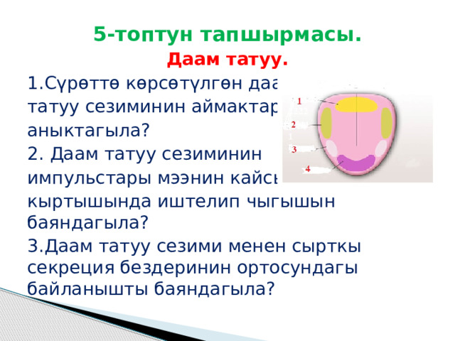 5-топтун тапшырмасы. Даам татуу. 1.Сүрөттө көрсөтүлгөн даам татуу сезиминин аймактарын аныктагыла? 2. Даам татуу сезиминин импульстары мээнин кайсы кыртышында иштелип чыгышын баяндагыла? 3.Даам татуу сезими менен сырткы секреция бездеринин ортосундагы байланышты баяндагыла? 