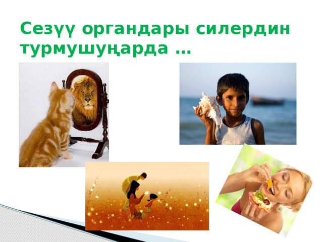 Сезүү органдары силердин турмушуңарда … 