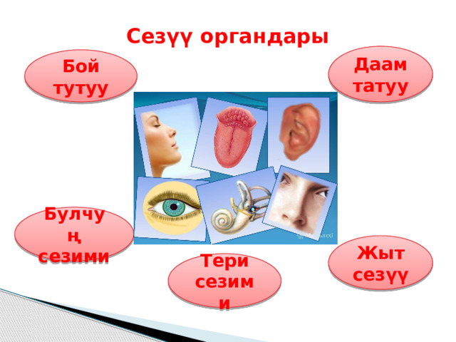 Сезүү органдары Даам татуу Бой тутуу Булчуң сезими Жыт сезүү Тери сезими 
