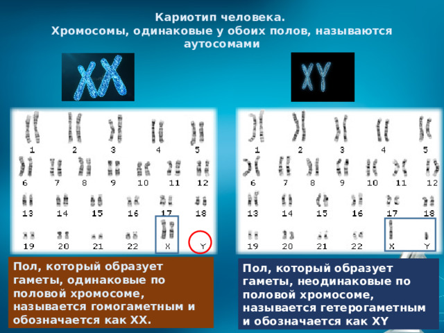 Кариотип человека. Хромосомы, одинаковые у обоих полов, называются аутосомами Пол, который образует гаметы, одинаковые по половой хромосоме, называется гомогаметным и обозначается как XX. Пол, который образует гаметы, неодинаковые по половой хромосоме, называется гетерогаметным и обозначается как XY 