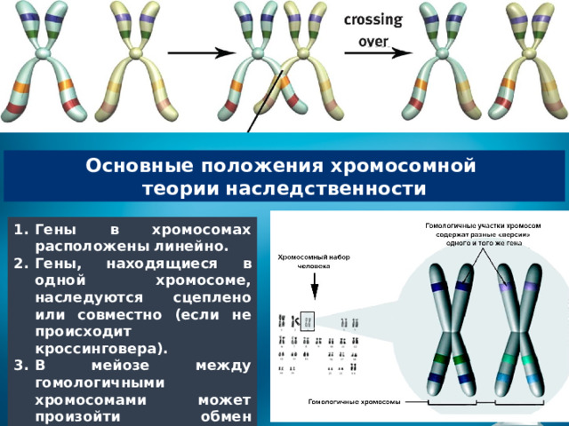 Положениями хромосомной теории наследственности является. Хромосомная теория наследственности т Моргана. Хромосомная теория наследственности Моргана основные положения. 37. Хромосомная теория наследственности..
