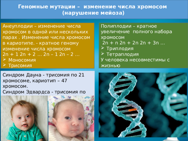 Геномные мутации – изменение числа хромосом (нарушение мейоза) Полиплодии – кратное увеличение полного набора хромосом Анеуплодии – изменение числа хромосом в одной или нескольких парах . Изменение числа хромосом в кариотипе. - кратное геному изменение числа хромосом   2n + n 2n + 2n 2n + 3n … 2n + 1 2n + 2 … 2n – 1 2n – 2 … Триплодия Тетраплодия Моносомия Трисомия У человека несовместимы с жизнью Синдром Дауна - трисомия по 21 хромосоме, кариотип – 47 хромосом. Синдром Эдвардса - трисомия по 18 хромосоме 