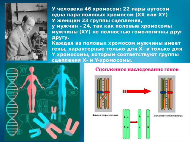 У человека 46 хромосом: 22 пары аутосом одна пара половых хромосом (XX или XY)  У женщин 23 группы сцепления, у мужчин - 24, так как половые хромосомы мужчины (XY) не полностью гомологичны друг другу.  Каждая из половых хромосом мужчины имеет гены, характерные только для Х- и только для Y хромосомы, которым соответствуют группы сцепления Х- и Y-хромосомы . 