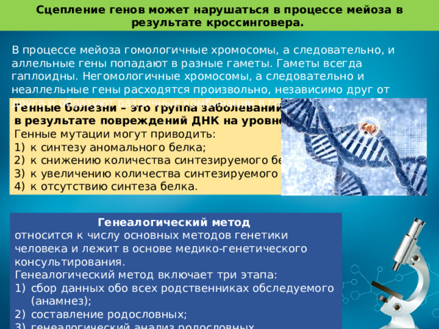 Сцепление генов может нарушаться в процессе мейоза в результате кроссинговера. В процессе мейоза гомологичные хромосомы, а следовательно, и аллельные гены попадают в разные гаметы. Гаметы всегда гаплоидны. Негомологичные хромосомы, а следовательно и неаллельные гены расходятся произвольно, независимо друг от друга и образуют различные комбинации в гаметах Генные болезни – это группа заболеваний, возникающих в результате повреждений ДНК на уровне гена. Генные мутации могут приводить: к синтезу аномального белка; к снижению количества синтезируемого белка; к увеличению количества синтезируемого белка; к отсутствию синтеза белка. Генеалогический метод относится к числу основных методов генетики человека и лежит в основе медико-генетического консультирования. Генеалогический метод включает три этапа: сбор данных обо всех родственниках обследуемого (анамнез); составление родословных; генеалогический анализ родословных. 