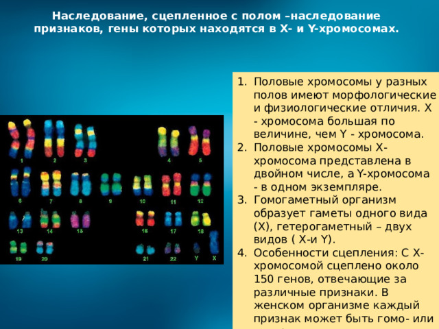 Наследование, сцепленное с полом –наследование признаков, гены которых находятся в Х- и Y-хромосомах. Половые хромосомы у разных полов имеют морфологические и физиологические отличия. Х - хромосома большая по величине, чем Y - хромосома. Половые хромосомы Х-хромосома представлена в двойном числе, а Y-хромосома - в одном экземпляре. Гомогаметный организм образует гаметы одного вида (Х), гетерогаметный – двух видов ( Х-и Y). Особенности сцепления: С Х- хромосомой сцеплено около 150 генов, отвечающие за различные признаки. В женском организме каждый признак может быть гомо- или гетерогаметным.  Y-хромосома передаётся от отца к сыну, поэтому эти признаки проявляются только у мужчин. Такой тип наследования называется голандрическим. 