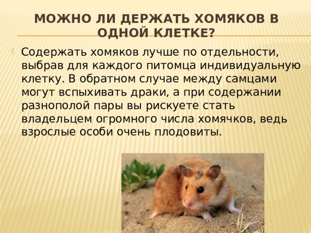 Как можно вывести хомяка. Содержание хомяка. Хорошее содержание хомяка.