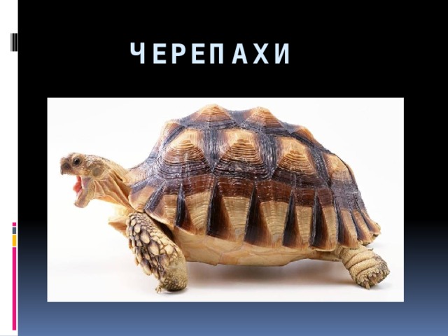 Черепахи 