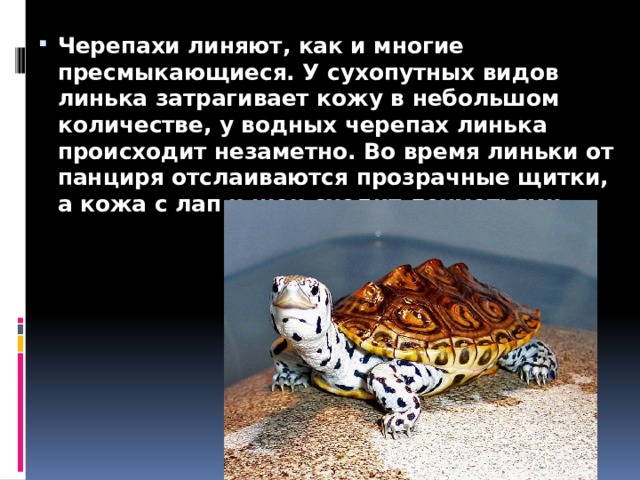 Черепахи линяют, как и многие пресмыкающиеся. У сухопутных видов линька затрагивает кожу в небольшом количестве, у водных черепах линька происходит незаметно. Во время линьки от панциря отслаиваются прозрачные щитки, а кожа с лап и шеи сходит лохмотьями. 