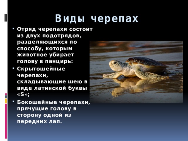 Виды черепах Отряд черепахи состоит из двух подотрядов, разделяющихся по способу, которым животное убирает голову в панцирь: Скрытошейные черепахи, складывающие шею в виде латинской буквы «S»; Бокошейные черепахи, прячущие голову в сторону одной из передних лап. 