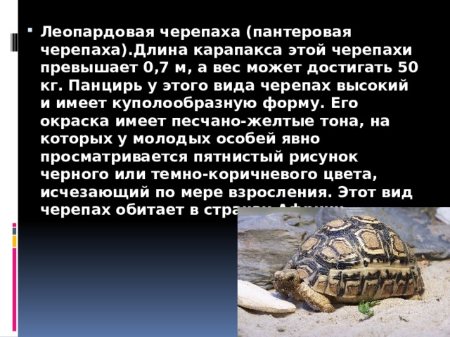 Леопардовая черепаха (пантеровая черепаха).Длина карапакса этой черепахи превышает 0,7 м, а вес может достигать 50 кг. Панцирь у этого вида черепах высокий и имеет куполообразную форму. Его окраска имеет песчано-желтые тона, на которых у молодых особей явно просматривается пятнистый рисунок черного или темно-коричневого цвета, исчезающий по мере взросления. Этот вид черепах обитает в странах Африки. 