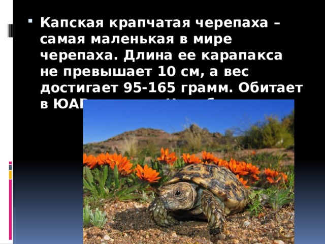 Капская крапчатая черепаха – самая маленькая в мире черепаха. Длина ее карапакса не превышает 10 см, а вес достигает 95-165 грамм. Обитает в ЮАР и на юге Намибии. 