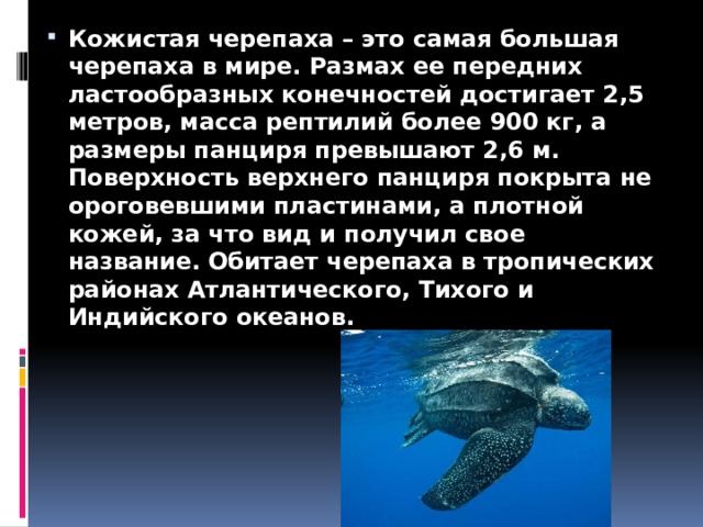 Кожистая черепаха – это самая большая черепаха в мире. Размах ее передних ластообразных конечностей достигает 2,5 метров, масса рептилий более 900 кг, а размеры панциря превышают 2,6 м. Поверхность верхнего панциря покрыта не ороговевшими пластинами, а плотной кожей, за что вид и получил свое название. Обитает черепаха в тропических районах Атлантического, Тихого и Индийского океанов. 