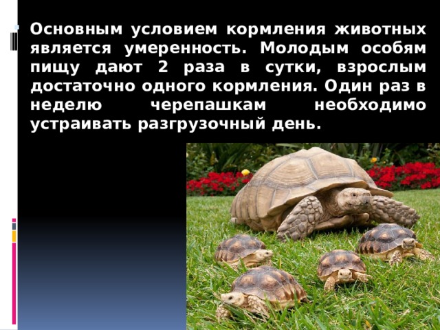 Основным условием кормления животных является умеренность. Молодым особям пищу дают 2 раза в сутки, взрослым достаточно одного кормления. Один раз в неделю черепашкам необходимо устраивать разгрузочный день. 