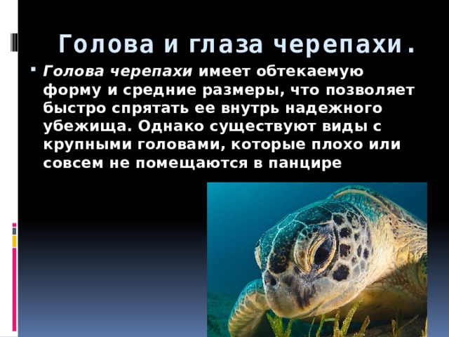 Голова и глаза черепахи. Голова черепахи  имеет обтекаемую форму и средние размеры, что позволяет быстро спрятать ее внутрь надежного убежища. Однако существуют виды с крупными головами, которые плохо или совсем не помещаются в панцире 