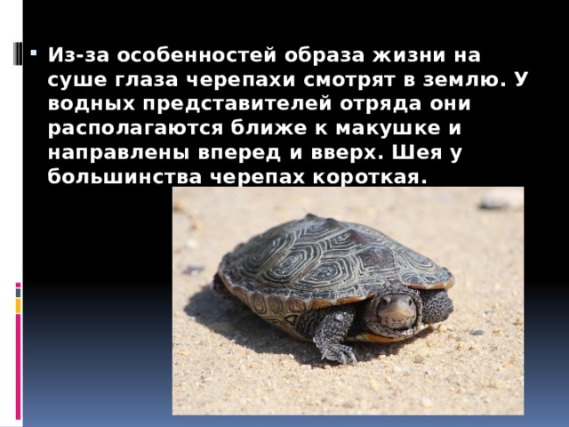 Из-за особенностей образа жизни на суше глаза черепахи смотрят в землю. У водных представителей отряда они располагаются ближе к макушке и направлены вперед и вверх. Шея у большинства черепах короткая. 