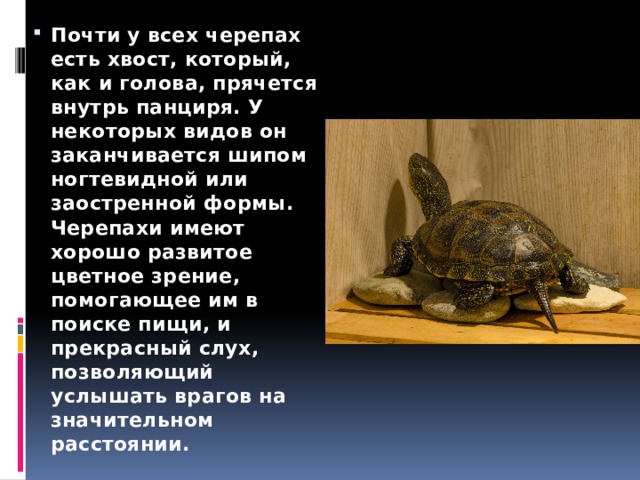 Почти у всех черепах есть хвост, который, как и голова, прячется внутрь панциря. У некоторых видов он заканчивается шипом ногтевидной или заостренной формы. Черепахи имеют хорошо развитое цветное зрение, помогающее им в поиске пищи, и прекрасный слух, позволяющий услышать врагов на значительном расстоянии. 