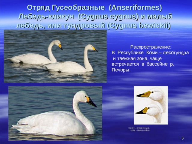 Красная книга республики коми животные фото