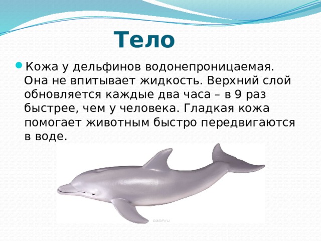 Тело Кожа у дельфинов водонепроницаемая. Она не впитывает жидкость. Верхний слой обновляется каждые два часа – в 9 раз быстрее, чем у человека. Гладкая кожа помогает животным быстро передвигаются в воде.  