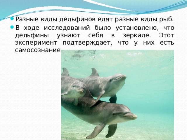 Разные виды дельфинов едят разные виды рыб. В ходе исследований было установлено, что дельфины узнают себя в зеркале. Этот эксперимент подтверждает, что у них есть самосознание. 