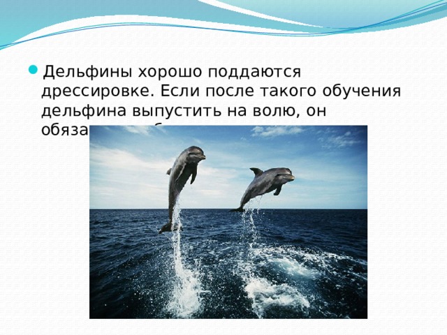 Дельфины хорошо поддаются дрессировке. Если после такого обучения дельфина выпустить на волю, он обязательно будет возвращаться. 