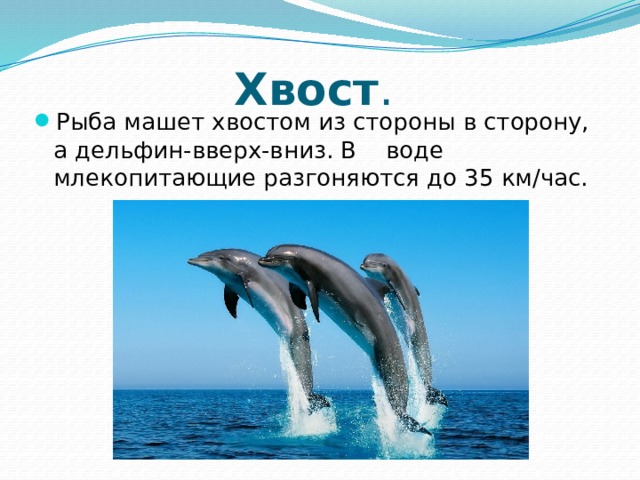 Хвост . Рыба машет хвостом из стороны в сторону, а дельфин-вверх-вниз. В воде млекопитающие разгоняются до 35 км/час. 