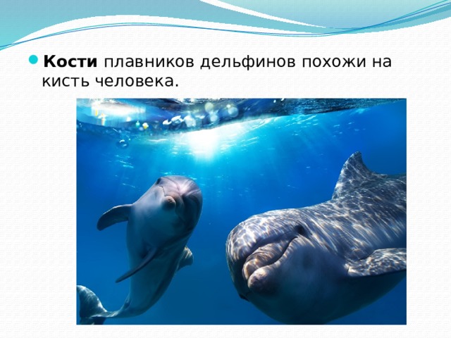 Кости  плавников дельфинов похожи на кисть человека.  