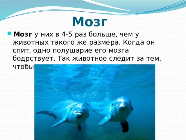 Мозг  Мозг  у них в 4-5 раз больше, чем у животных такого же размера. Когда он спит, одно полушарие его мозга бодрствует. Так животное следит за тем, чтобы к нему не подкрались враги. 