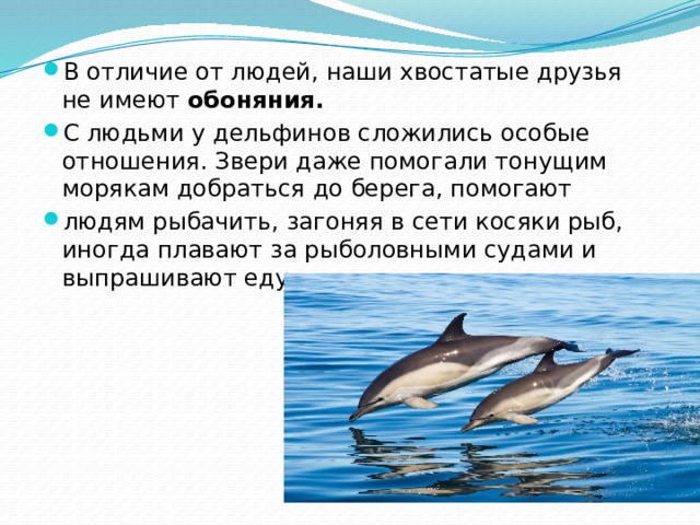 В отличие от людей, наши хвостатые друзья не имеют  обоняния. С людьми у дельфинов сложились особые отношения. Звери даже помогали тонущим морякам добраться до берега, помогают людям рыбачить, загоняя в сети косяки рыб, иногда плавают за рыболовными судами и выпрашивают еду.  