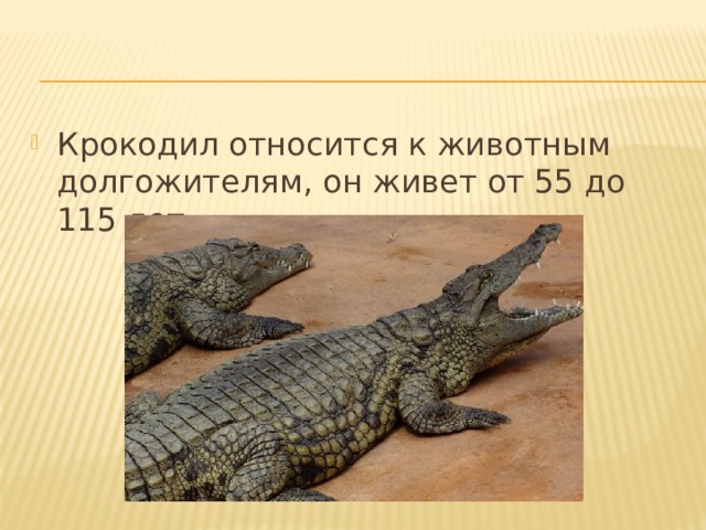 Крокодил относится к животным долгожителям, он живет от 55 до 115 лет.  