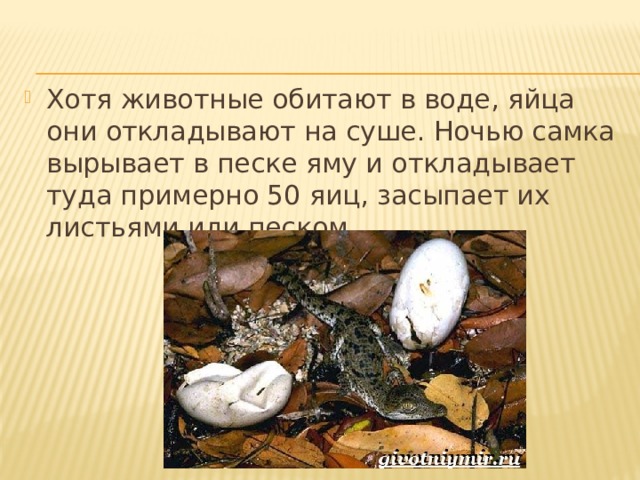 Хотя животные обитают в воде, яйца они откладывают на суше. Ночью самка вырывает в песке яму и откладывает туда примерно 50 яиц, засыпает их листьями или песком. 