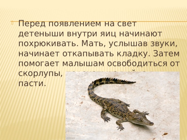 Перед появлением на свет детеныши внутри яиц начинают похрюкивать. Мать, услышав звуки, начинает откапывать кладку. Затем помогает малышам освободиться от скорлупы, перекатывая яйца в пасти. 
