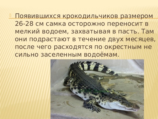 Появившихся крокодильчиков размером  26-28 см самка осторожно переносит в мелкий водоем, захватывая в пасть. Там они подрастают в течение двух месяцев, после чего расходятся по окрестным не сильно заселенным водоёмам. 