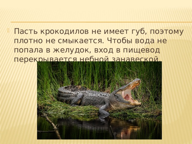 Пасть крокодилов не имеет губ, поэтому плотно не смыкается. Чтобы вода не попала в желудок, вход в пищевод перекрывается небной занавеской. 