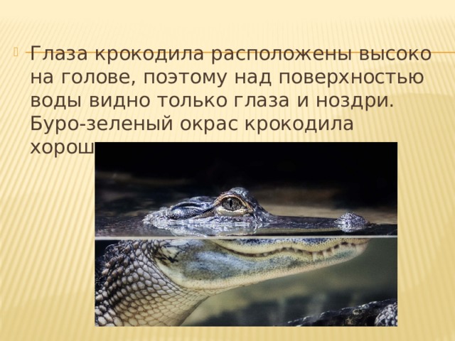 Укажите среду обитания ящерицы в период размножения. Место обитания крокодилов. Среда обитания крокодила. Глаз крокодила. Ареал обитания крокодилов.