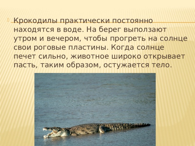 Крокодилы практически постоянно находятся в воде. На берег выползают утром и вечером, чтобы прогреть на солнце свои роговые пластины. Когда солнце печет сильно, животное широко открывает пасть, таким образом, остужается тело. 