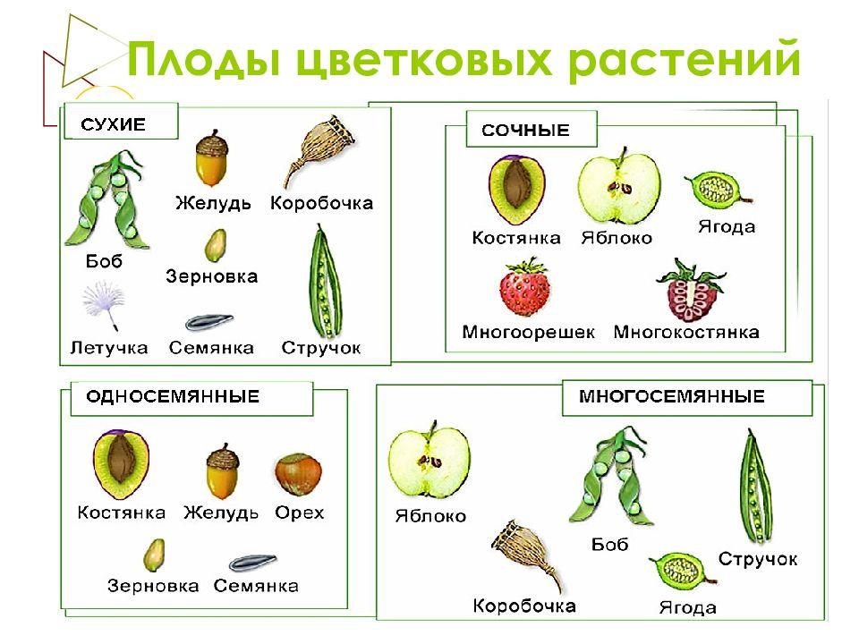 Проект для 6 класса по биологии