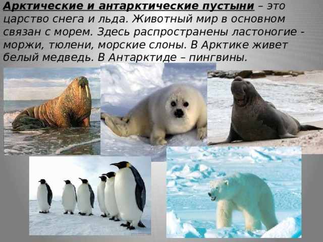 Арктические и антарктические пустыни – это царство снега и льда. Животный мир в основном связан с морем. Здесь распространены ластоногие - моржи, тюлени, морские слоны. В Арктике живет белый медведь. В Антарктиде – пингвины.  