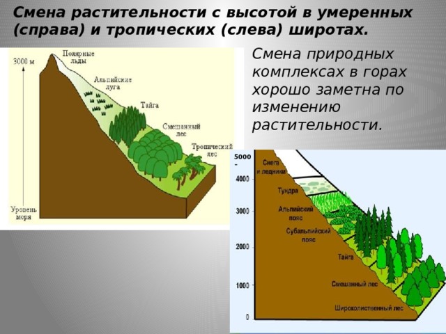 Смена растительности с высотой в умеренных (справа) и тропических (слева) широтах. Смена природных комплексах в горах хорошо заметна по изменению растительности. 5000 –    