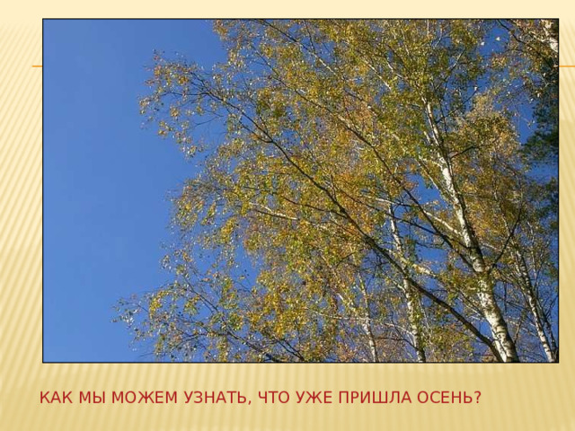 Осень предупреждала о своем приходе то сухим листком на скамейке то маленькой зеленой гусеницей