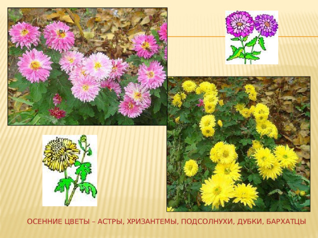 Астра и хризантема отличия фото