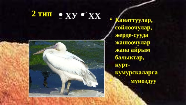 2 тип  ХУ ХХ Канаттуулар, сойлоочулар, жерде-сууда жашоочулар жана айрым балыктар, курт-кумурскаларга  муноздуу  