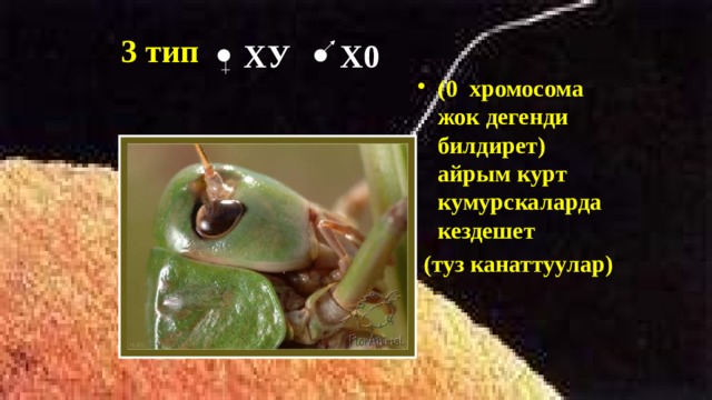 3 тип  ХУ Х0 (0 хромосома жок дегенди билдирет) айрым курт кумурскаларда кездешет  (туз канаттуулар)  
