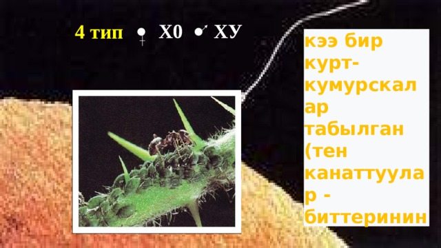 4 тип  Х0 ХУ кээ бир курт-кумурскалар табылган (тен канаттуулар - биттеринин   